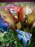 Echinodorus - roślina akwariowa