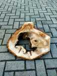 Plaster  drewna z "dziurą"  ORZECH, z otworem
