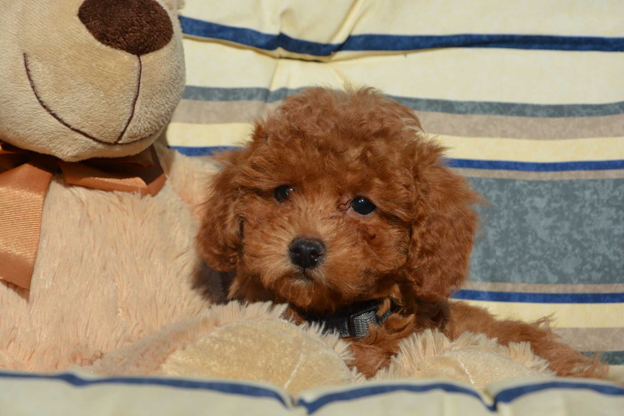 Piesek Maltipoo F1B Hodowla Centopia Warszawa