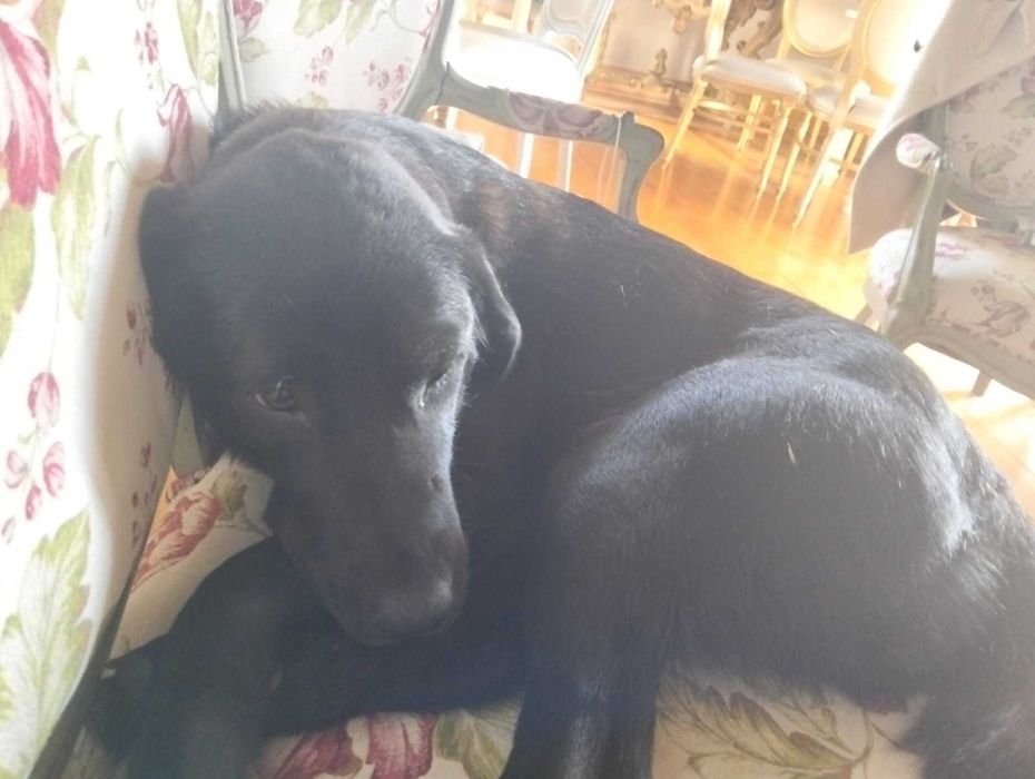 Cadela para adoção consciente