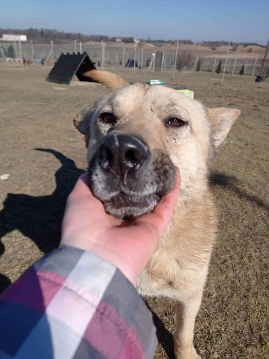 Pokochaj cudownego Astona