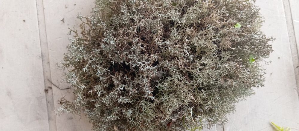 Musgo Natural para Presépio [Disponível]