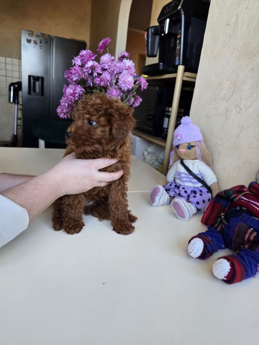 Хлопчики Той пуделя від китайських батьків