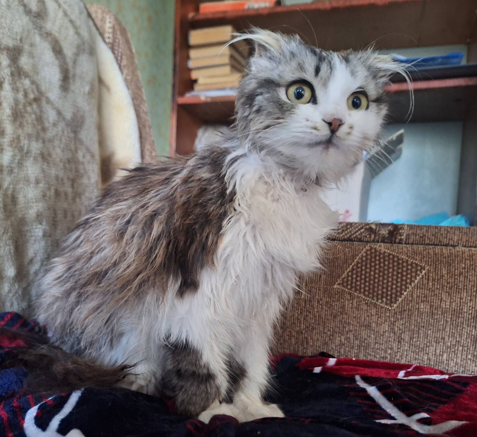 Спасите вислоушку. Кошка. Кошечка даром. Котенок бесплатно. Котята.