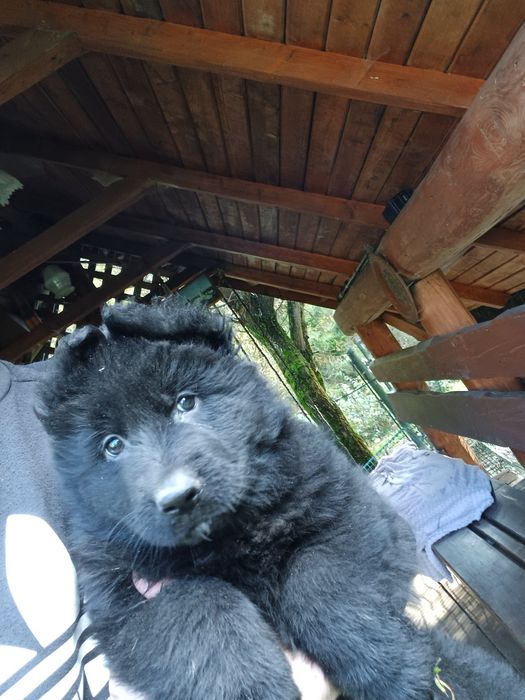 Owczarek niemiecki długowłosy