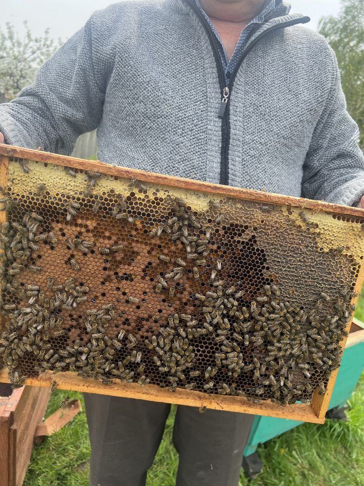 Ule z pszczołami pasieka rodzina z ulami