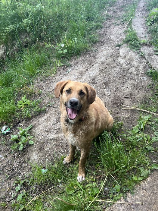 oddam psa pieska w typie psa myśliwskiego beagle