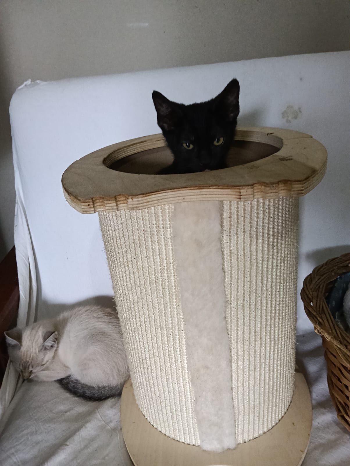 Gatinho disponível para adopção. Podem viajar para o estrangeiro.