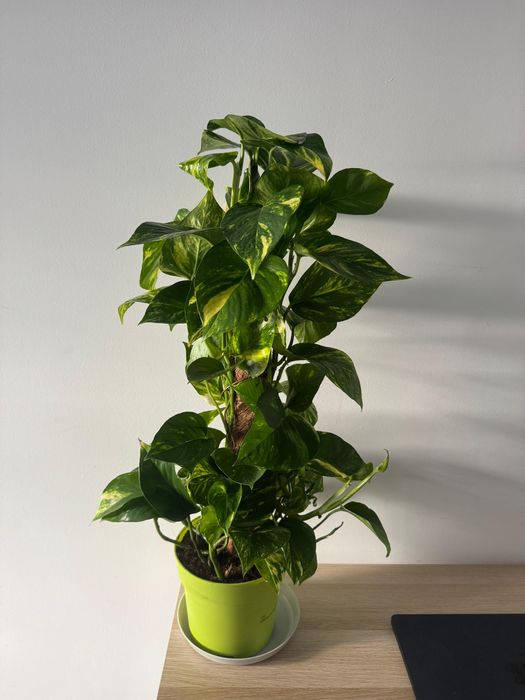 Epipremnum grande – 60 cm, saudável e bem desenvolvido