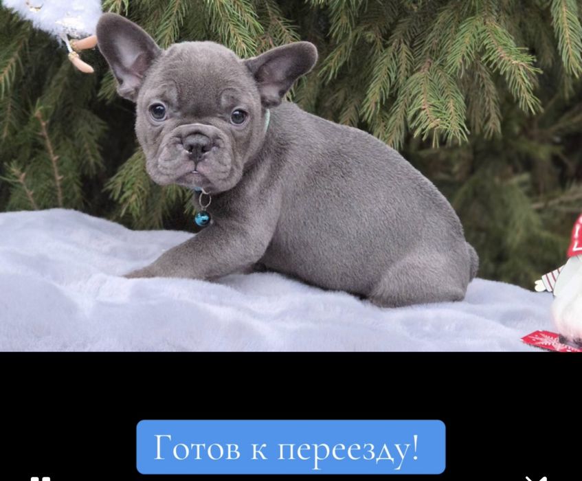 Супер французик мини голубого окраса