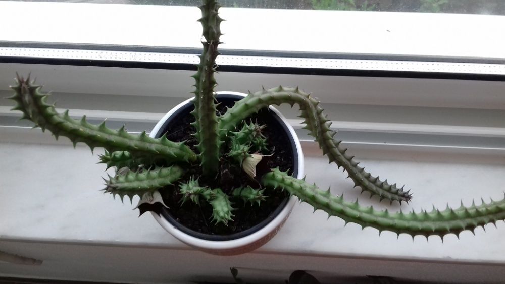 Planta natural/suculenta/ Huernia Keniensis/sinhinho roxo