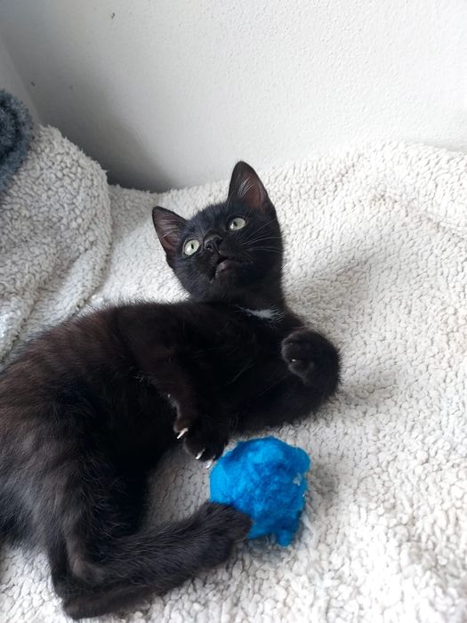 Gatinho bebé para adoção