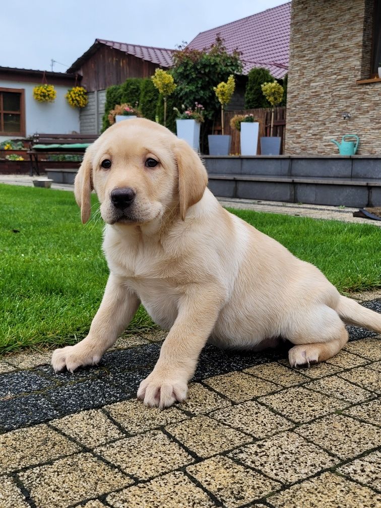 Labrador Retriever Szczeniak