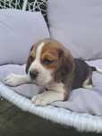 Śliczny piesek beagle z rodowodem.