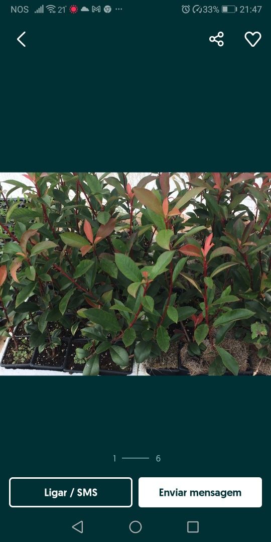 Photinia fraseri