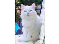 Белочка - нежная, хрупкая, чисто белая пушистая молодая кошка-ангора