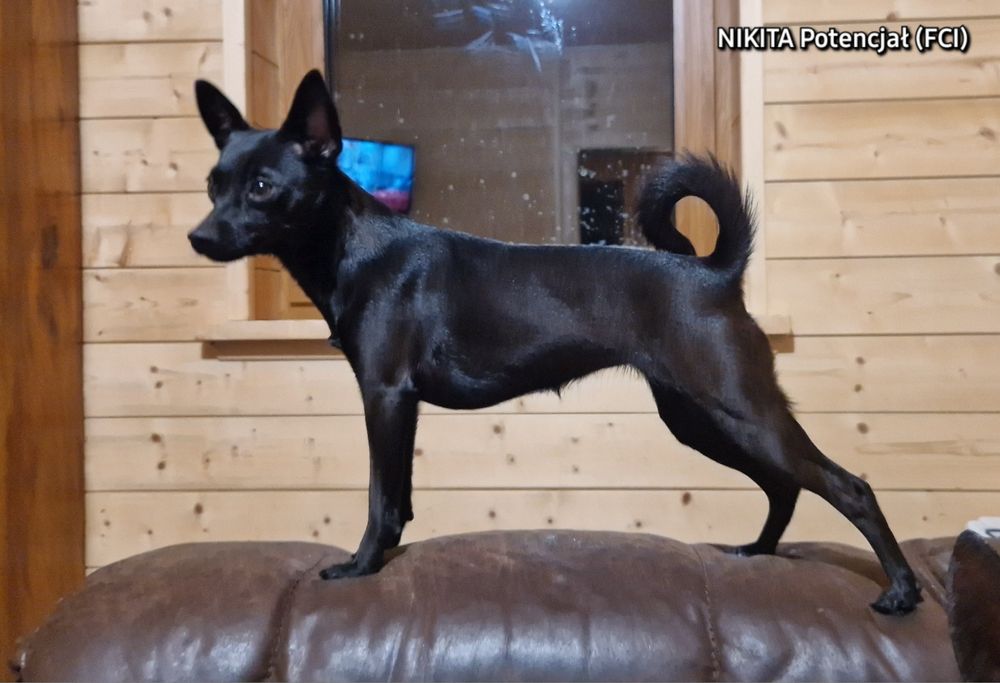 Nagi Pies Meksykańsk mini * piesek XOLO