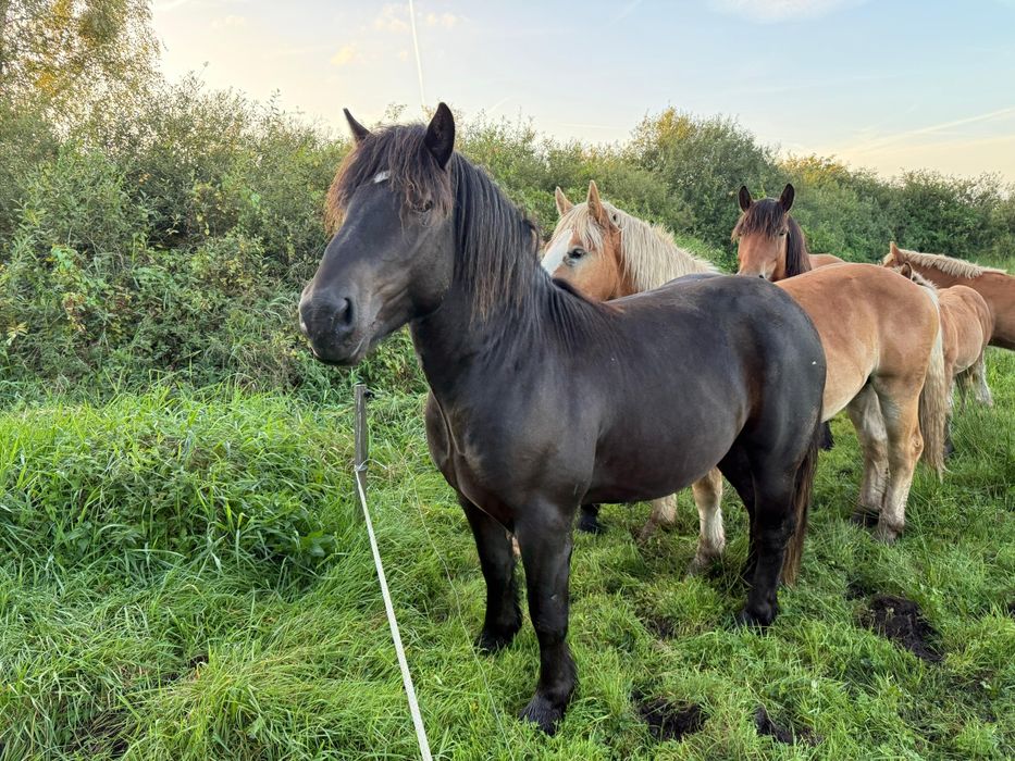 Ogier - sprzedaż lub zamiana na klacz