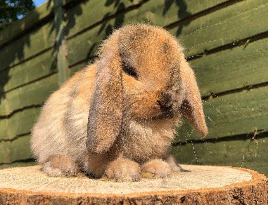 KIT Coelhos anões orelhudos, mini lop super inteligentes e meigos