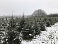 Choinki drzewka bożonarodzeniowe świerk zielony srebrny jodła kaukaska