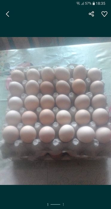 Jajka wiejskie bez paszy