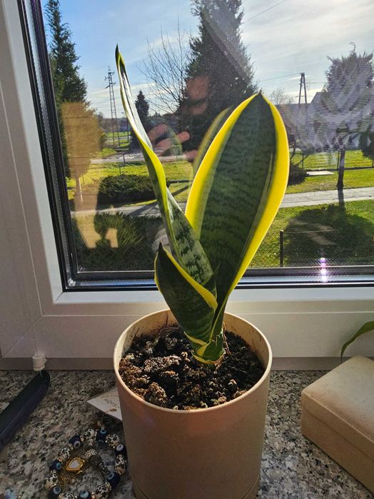 Sansewieria gwinejska młode