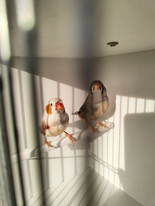 Zeberki papugi faliste tęczowe