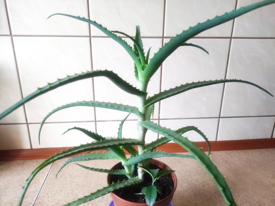 ALOES drzewiasty sprzedam