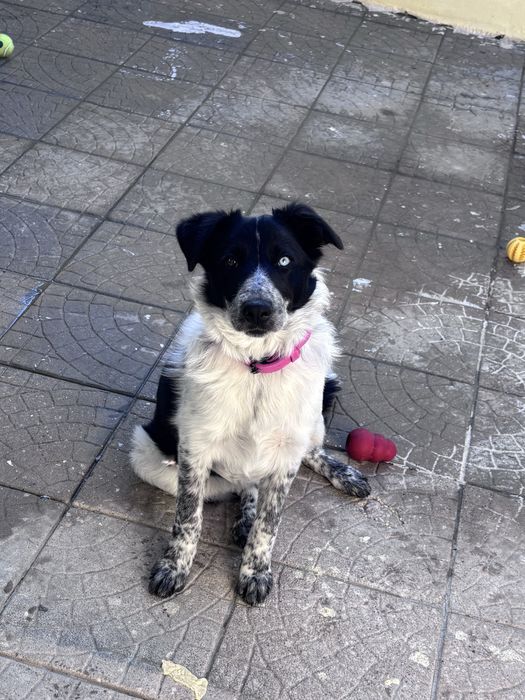 Border Collie Femea
