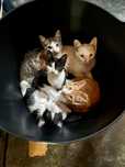 Dou 4 gatinhos o branco ja nao esta disponivel