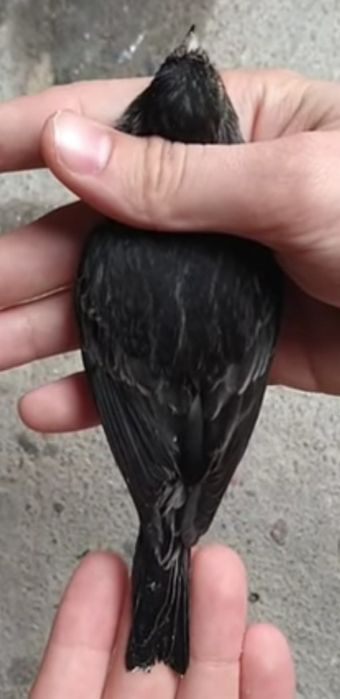 Canários Negros Amarelo Mosaico