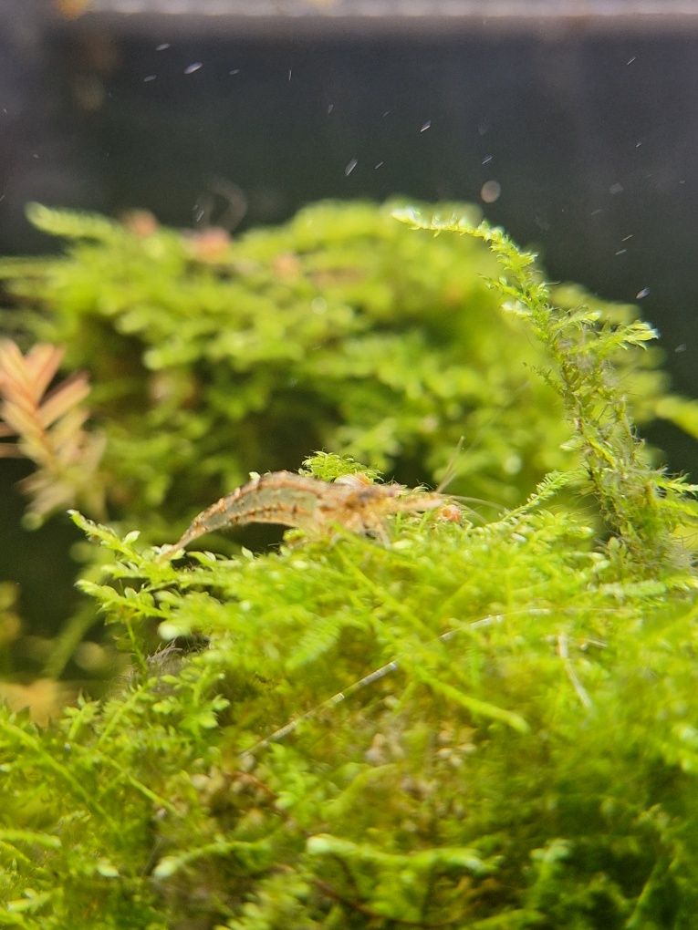 Aquario plantado 100x30x40cm