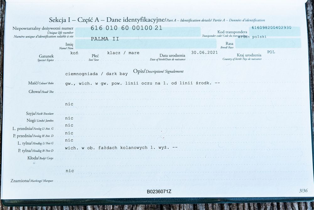 Sprzedam klacz rasy Arden Polski