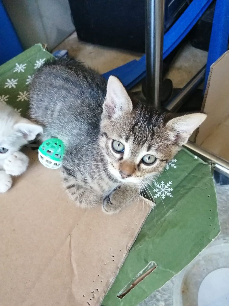 Gatinhos bebes para adoção responsável