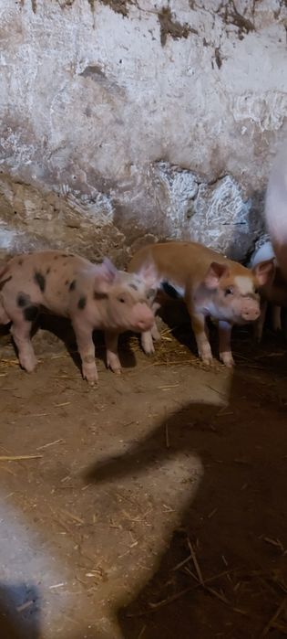 Продаю малих поросят.