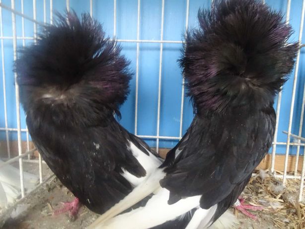 perukarz czarny perukarze czarne gołębie ozdobne
