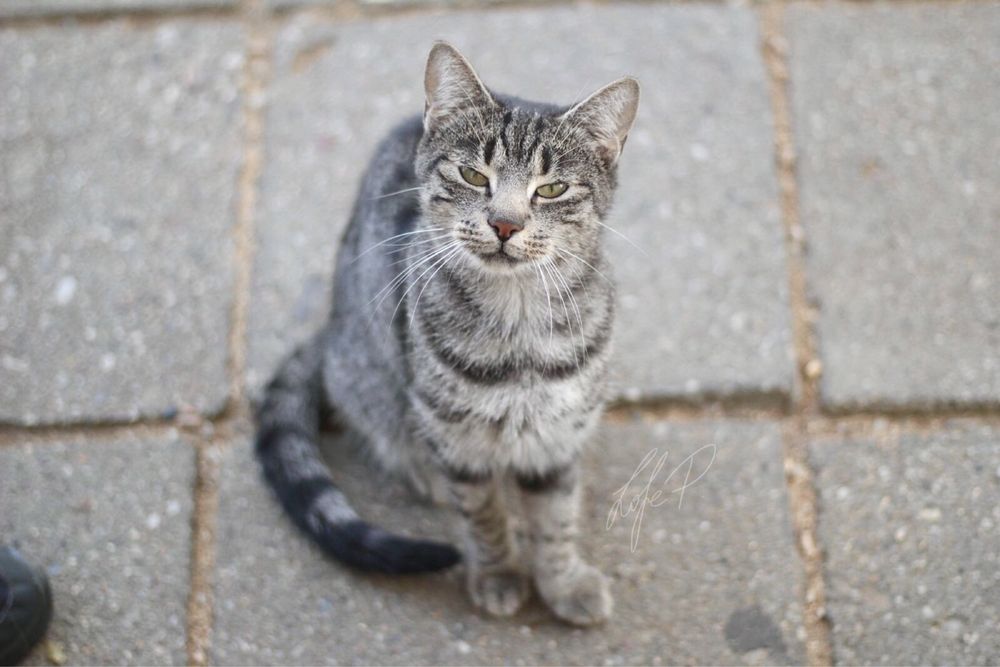 Piękna, spokojna i kochana Channel czeka na dom!