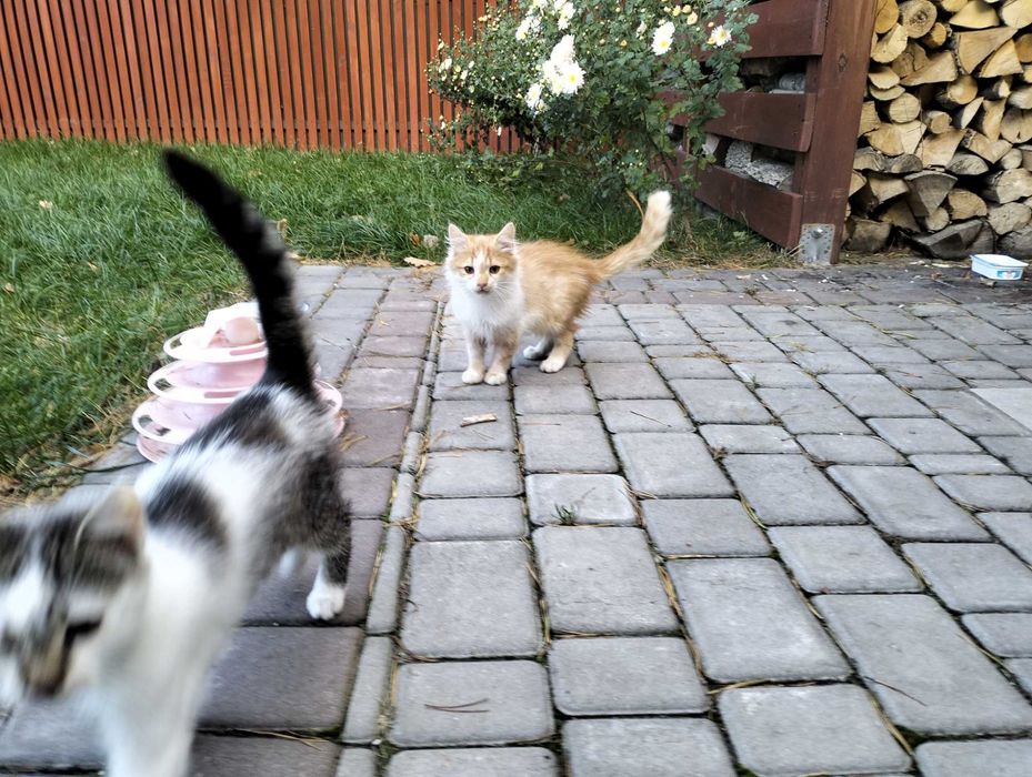 Віддам котиків в добрі руки