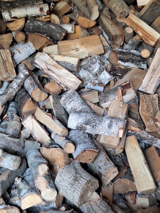 Drzewo brzoza osika jesion suche