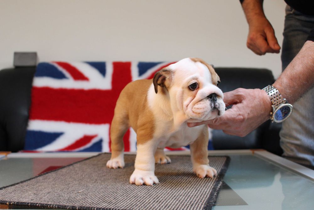 super piesek buldog angielski FCI