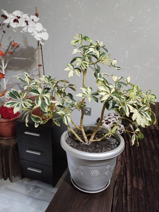 Продам шеффлеру с горщиком