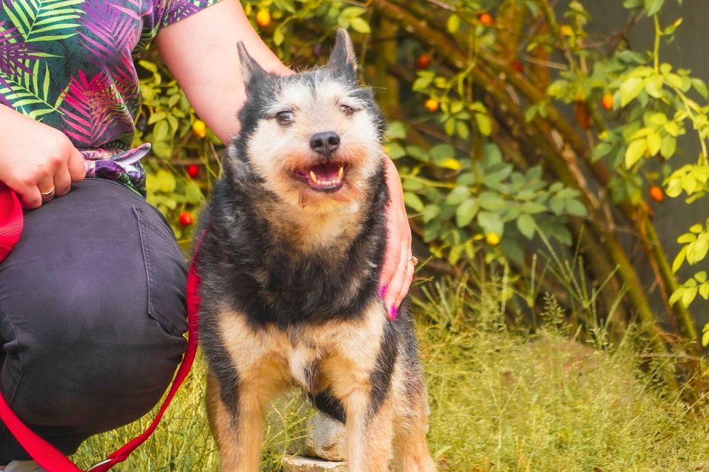 Szorstek - starszy szorstkowłosy pies szuka domu