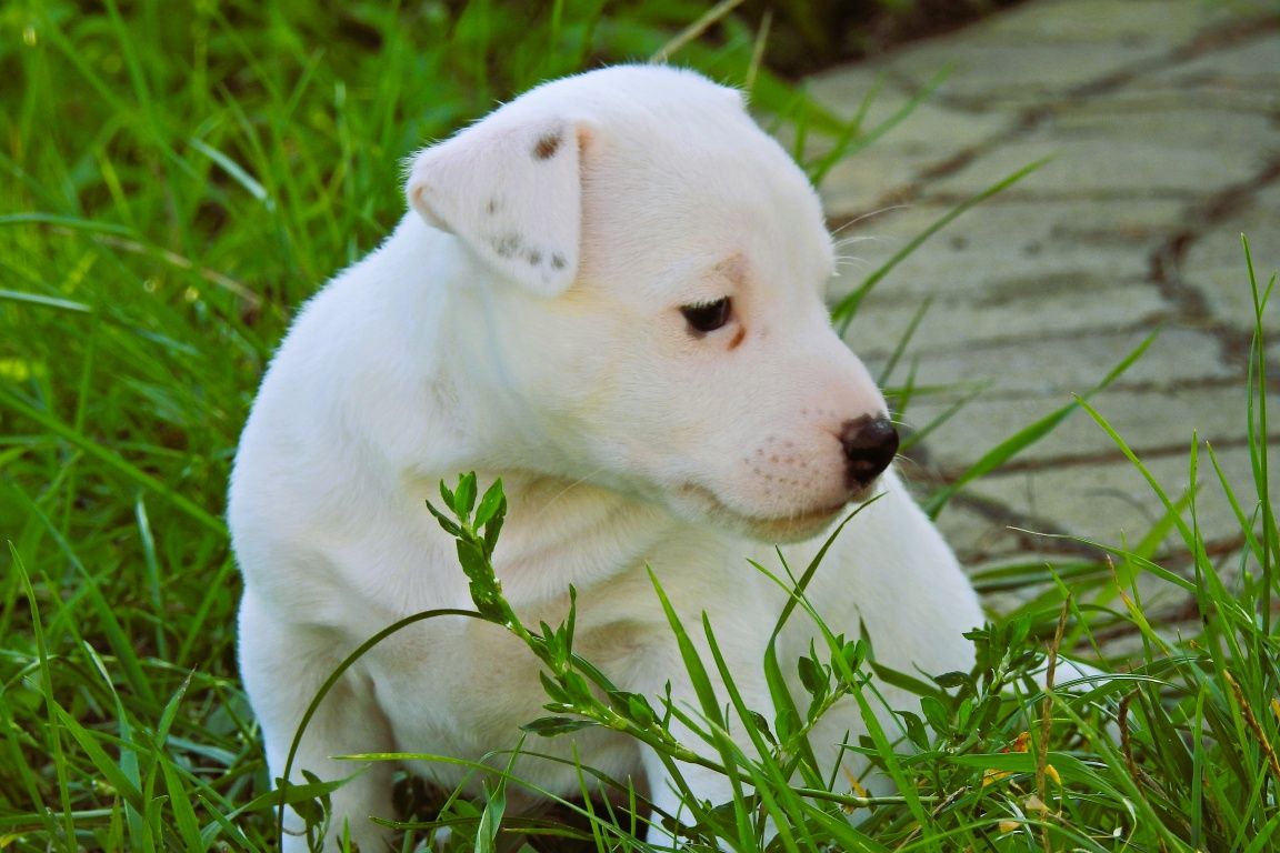 Piękny piesek Jack Russell Terrier!