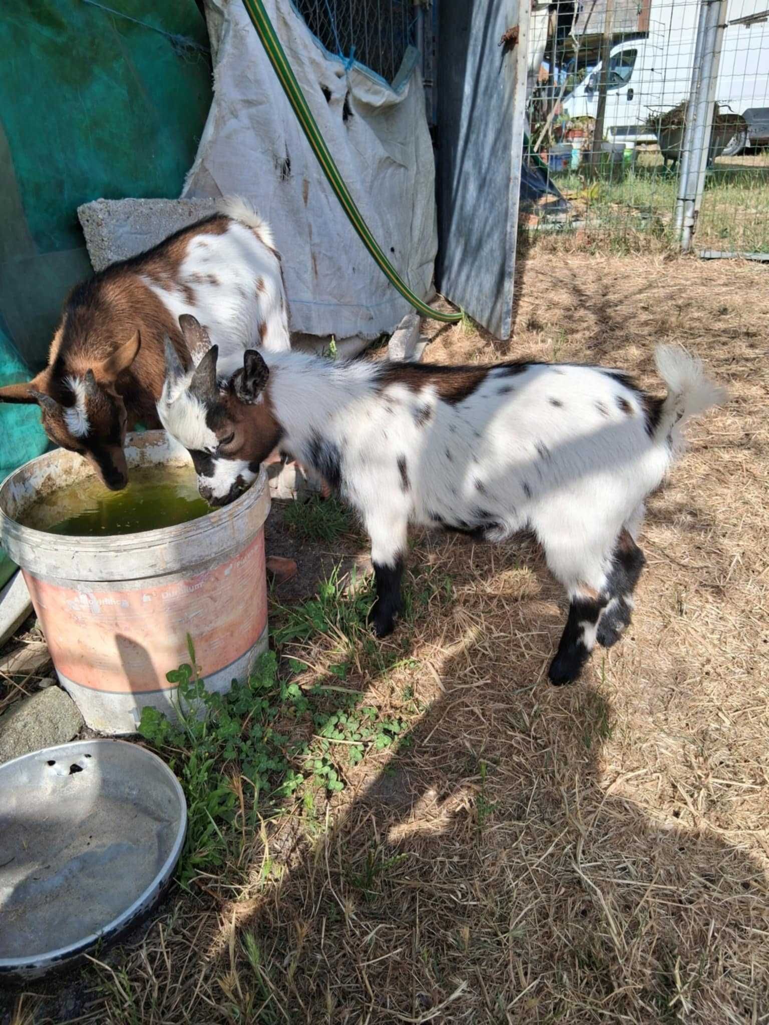 Cabras anãs domesticadas criadas a biberão