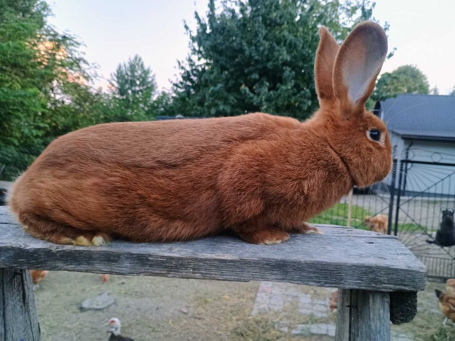 Sprzedam samczyki Nowozelandzkie czerwone