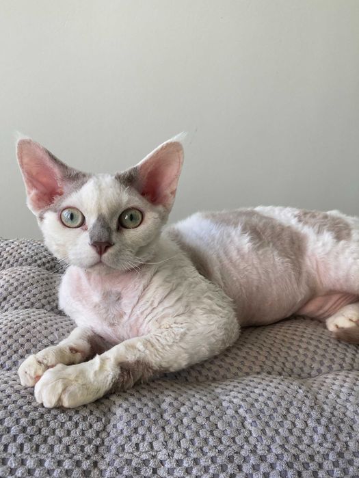 Devon Rex - roczny chłopiec
