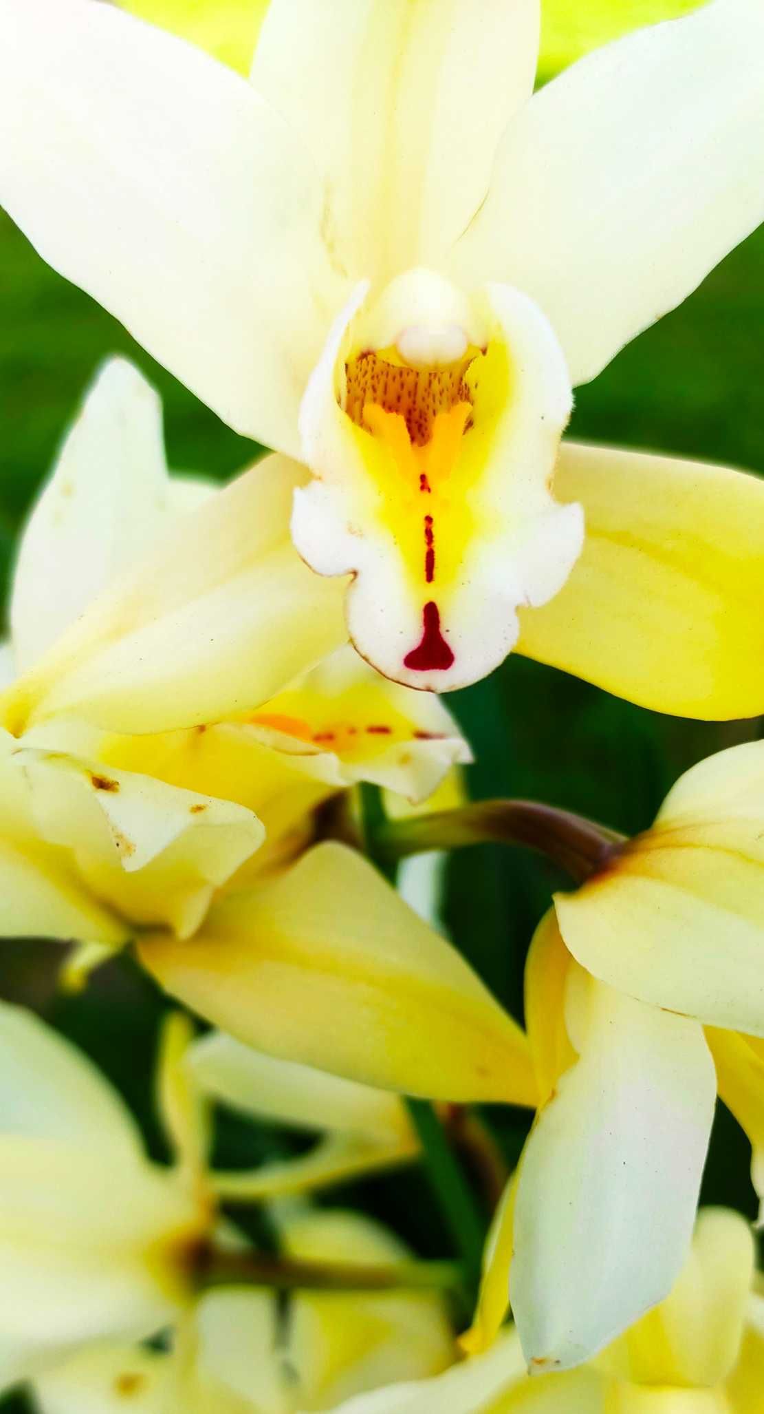 Orquídea - planta para casa ou jardim