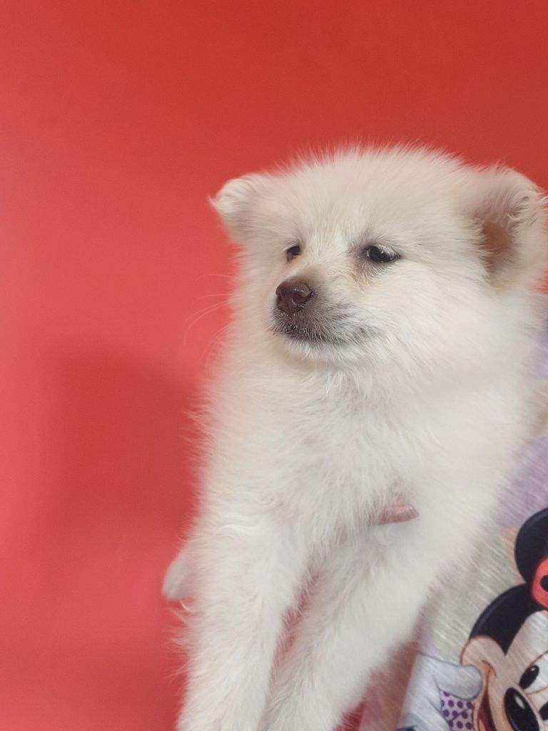 Spitz alemão menina