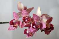 Пилоричная орхидея трилипс