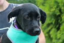 Szczeniak sunia Norcia do adopcji